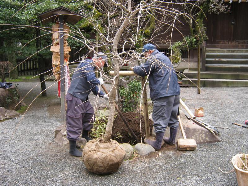 桜の植樹 社務日誌