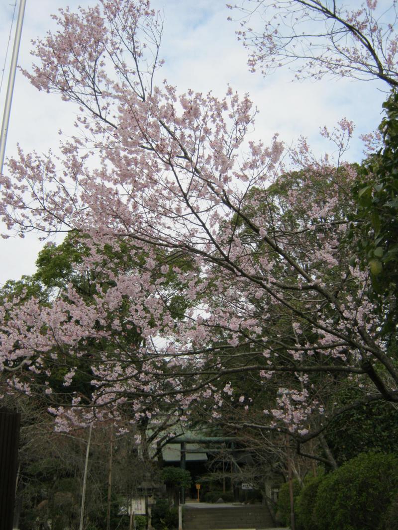 ソメイヨシノ咲きました 社務日誌